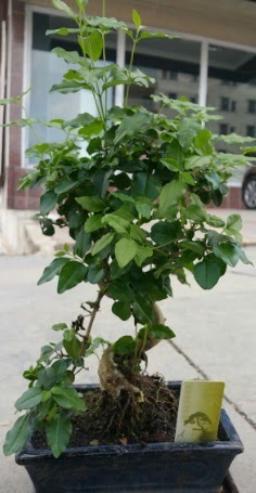 Bonsai japon ağacı saksı bitkisi  Diyarbakır çiçek gönderme sitemiz güvenlidir 