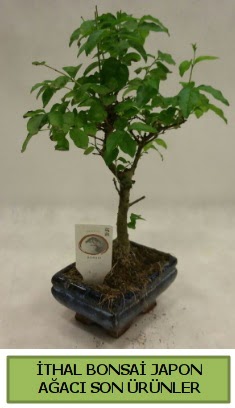 İthal bonsai japon ağacı bitkisi  Diyarbakır hediye çiçek yolla 