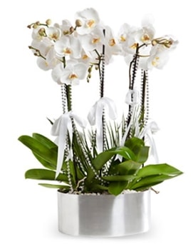Beş dallı metal saksıda beyaz orkide  Diyarbakır 14 şubat sevgililer günü çiçek 