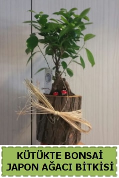 Kütük içerisinde doğal bonsai ağacı  Diyarbakır hediye sevgilime hediye çiçek 