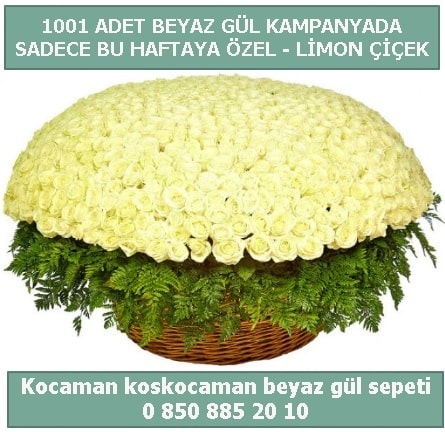 1001 adet beyaz gül sepeti özel kampanyada  Diyarbakır uluslararası çiçek gönderme 