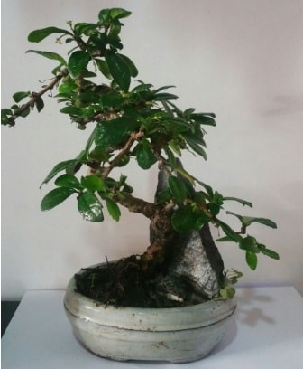 S şeklinde ithal bonsai ağacı  Diyarbakır 14 şubat sevgililer günü çiçek 