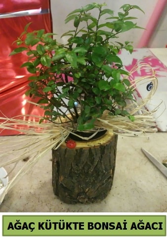 Doğal ağaç kütük içerisinde bonsai ağacı  Diyarbakır uluslararası çiçek gönderme 