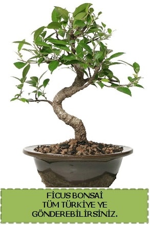 Ficus bonsai  Diyarbakır uluslararası çiçek gönderme 