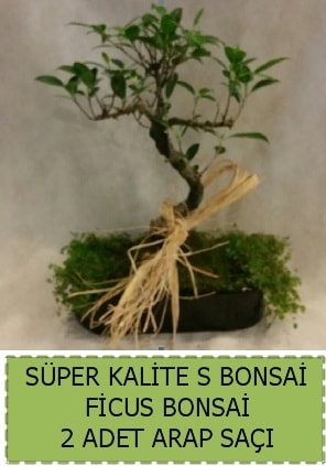 Ficus S Bonsai ve arap saçı  Diyarbakır hediye sevgilime hediye çiçek 