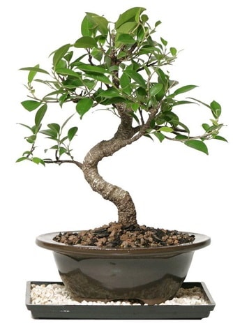 Altın kalite Ficus S bonsai  Diyarbakır hediye sevgilime hediye çiçek  Süper Kalite
